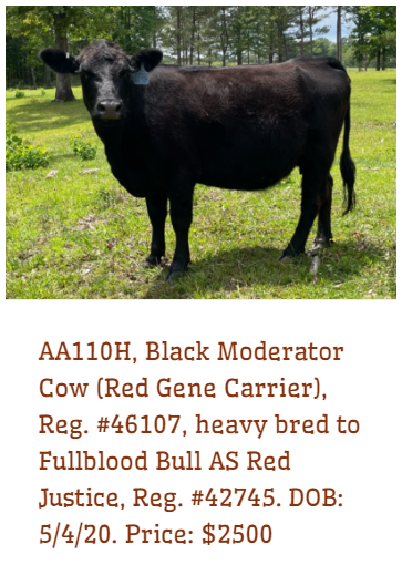 Registered American Aberdeen: 3 Cow/calf pairs, 4 heavy bred cows.